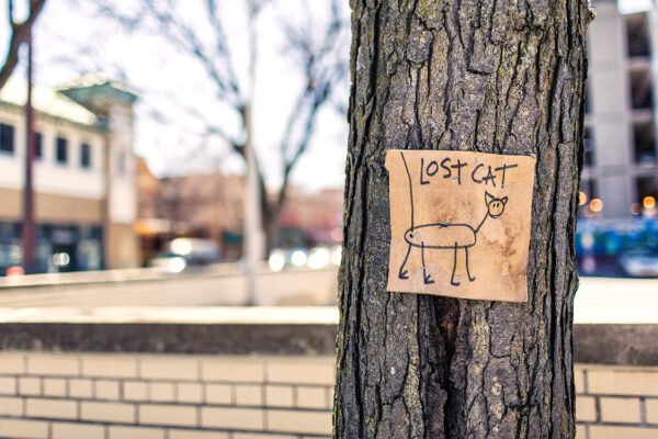 Things You Can Do For Your Lost Pets