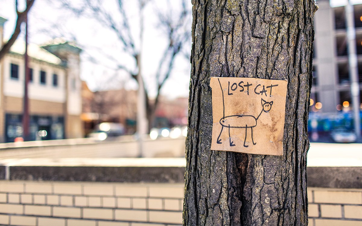 Things You Can Do For Your Lost Pets Things You Can Do For Your Lost Pets