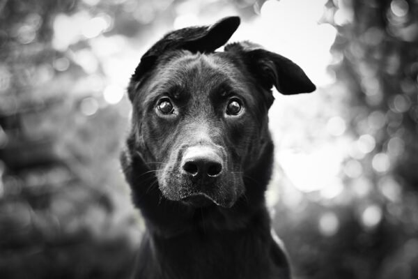 Read the Impressive Story of a Homeless Dog: Pasteur